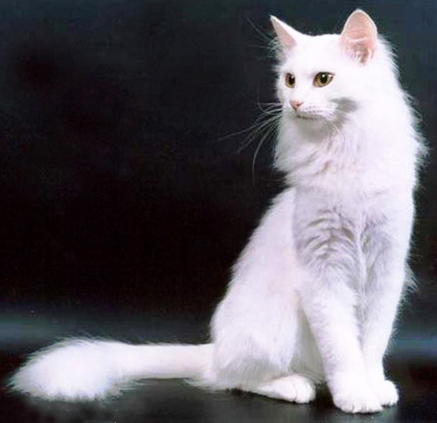 турецкая кошка